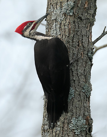 Pileated Woodpecker Dryocopus pileatus