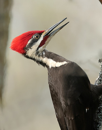 Pileated Woodpecker Dryocopus pileatus
