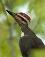 Pileated Woodpecker Dryocopus pileatus