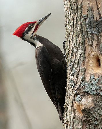 Pileated Woodpecker Dryocopus pileatus