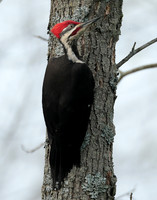 Pileated Woodpecker Dryocopus pileatus