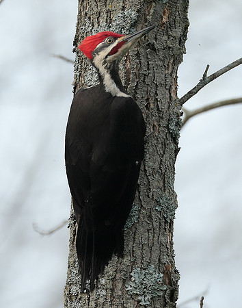Pileated Woodpecker Dryocopus pileatus