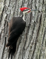 Pileated Woodpecker Dryocopus pileatus