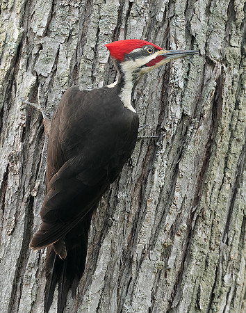Pileated Woodpecker Dryocopus pileatus
