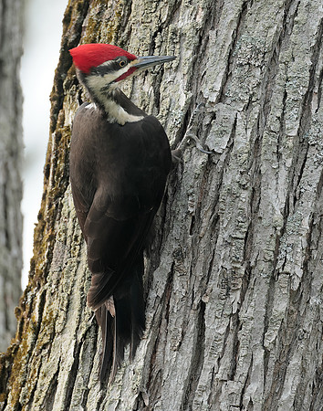 Pileated Woodpecker Dryocopus pileatus