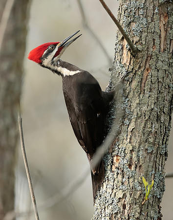 Pileated Woodpecker Dryocopus pileatus