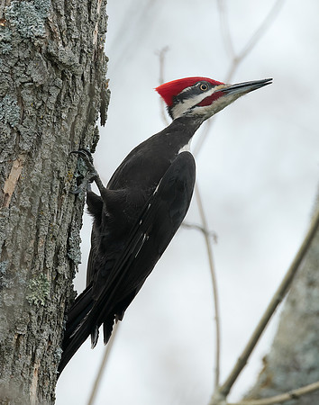 Pileated Woodpecker Dryocopus pileatus
