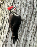 Pileated Woodpecker Dryocopus pileatus
