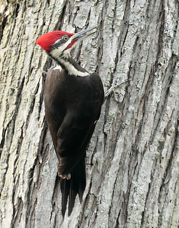 Pileated Woodpecker Dryocopus pileatus