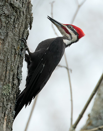 Pileated Woodpecker Dryocopus pileatus