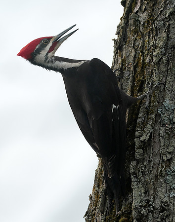 Pileated Woodpecker Dryocopus pileatus