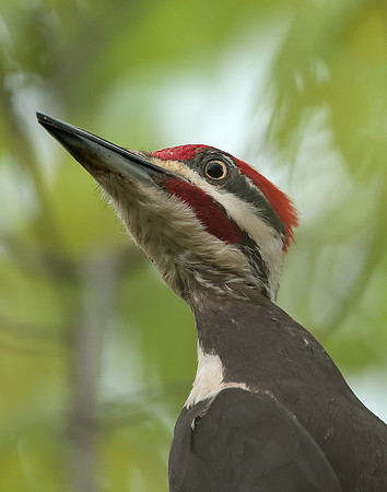 Pileated Woodpecker Dryocopus pileatus