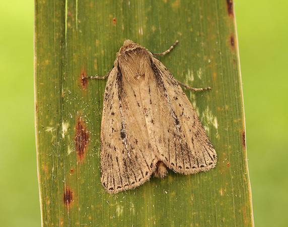73.141 BF2371 Brown-veined Wainscot Archanara dissoluta