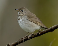 Grey-cheeked Thrush Catharus minimus