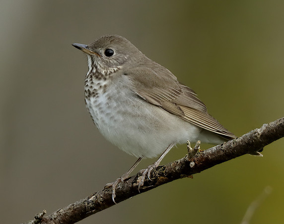 Grey-cheeked Thrush Catharus minimus