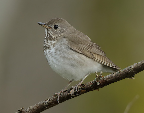 Grey-cheeked Thrush Catharus minimus