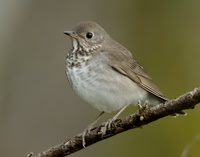 Grey-cheeked Thrush Catharus minimus