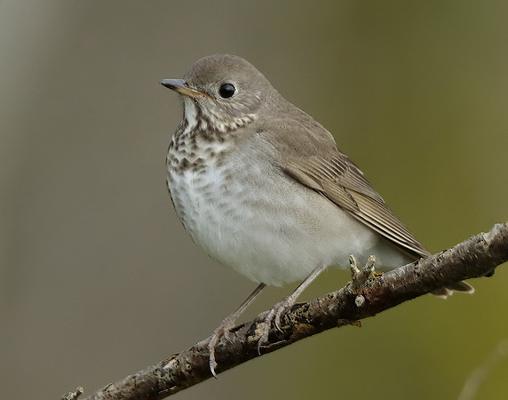 Grey-cheeked Thrush Catharus minimus