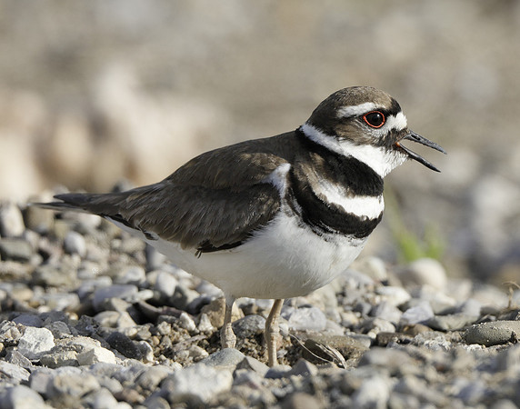 Killdeer Charadrius vociferus