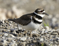 Killdeer Charadrius vociferus
