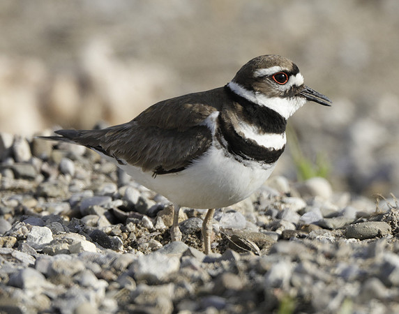 Killdeer Charadrius vociferus