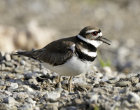 Killdeer Charadrius vociferus