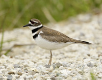 Killdeer Charadrius vociferus