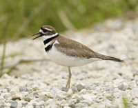 Killdeer Charadrius vociferus