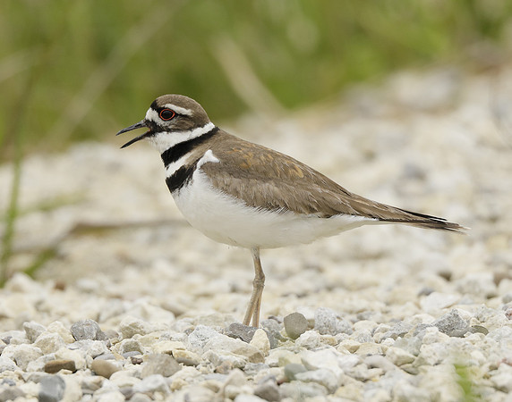 Killdeer Charadrius vociferus
