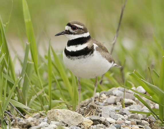 Killdeer Charadrius vociferus