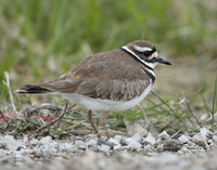Killdeer Charadrius vociferus