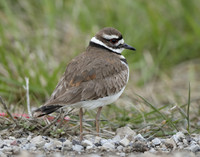 Killdeer Charadrius vociferus