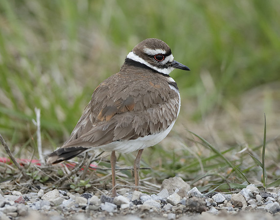 Killdeer Charadrius vociferus