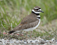 Killdeer Charadrius vociferus