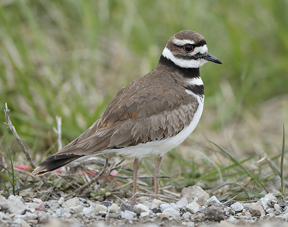 Killdeer Charadrius vociferus