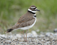 Killdeer Charadrius vociferus