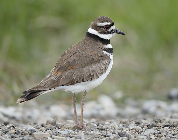 Killdeer Charadrius vociferus