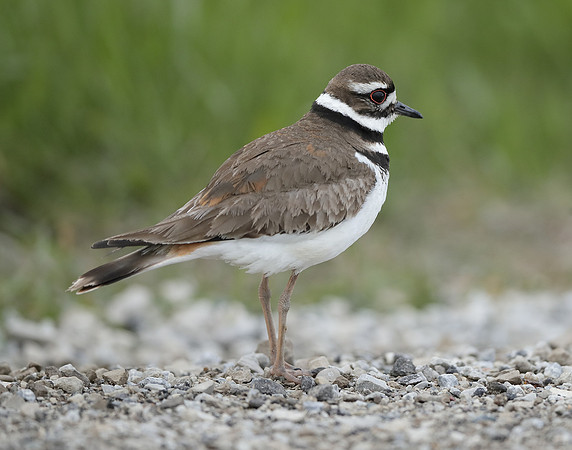 Killdeer Charadrius vociferus