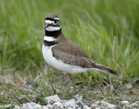 Killdeer Charadrius vociferus