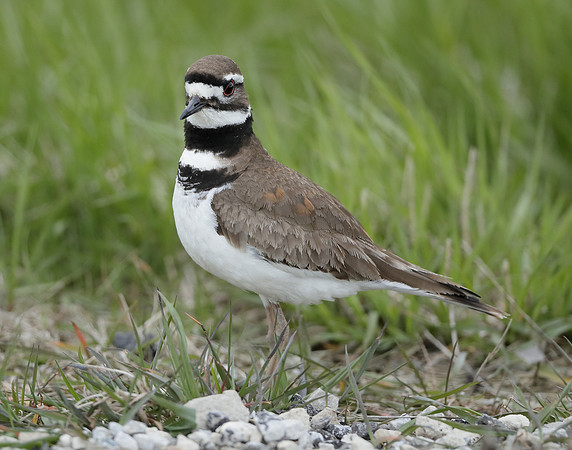 Killdeer Charadrius vociferus