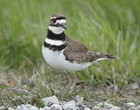 Killdeer Charadrius vociferus