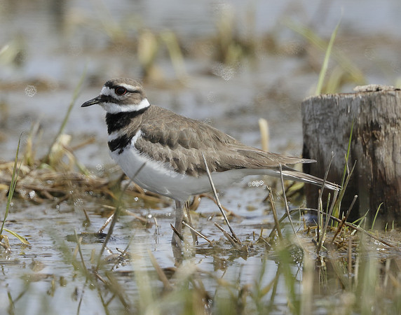 Killdeer Charadrius vociferus