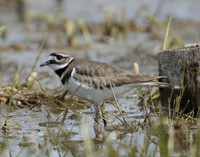 Killdeer Charadrius vociferus