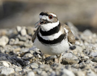Killdeer Charadrius vociferus