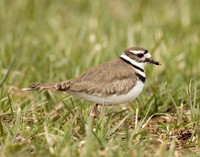 Killdeer Charadrius vociferus