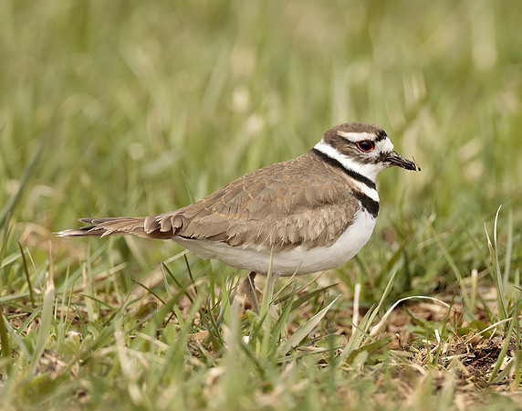 Killdeer Charadrius vociferus