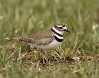 Killdeer Charadrius vociferus