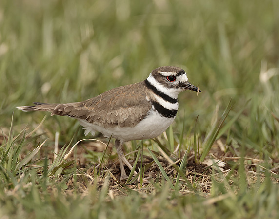 Killdeer Charadrius vociferus