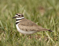 Killdeer Charadrius vociferus