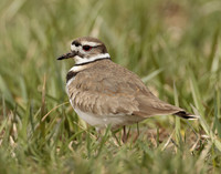 Killdeer Charadrius vociferus